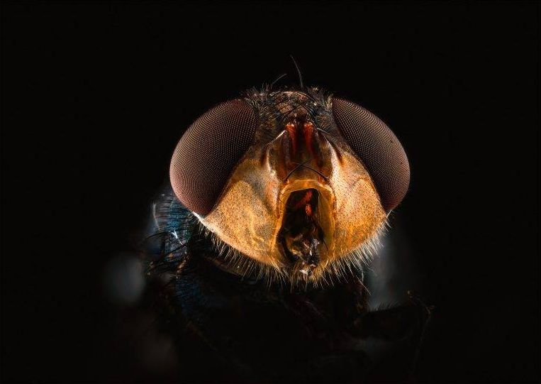 Макросъемка насекомых от Reynante Martinez