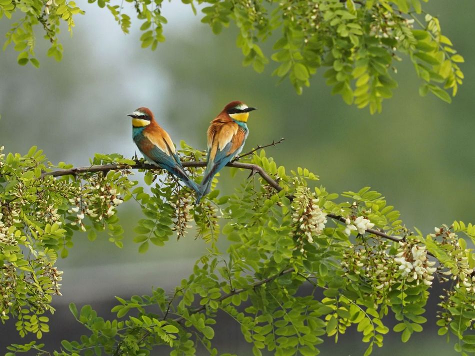 Фотограф птиц и дикой природы Marco Lazzarelli