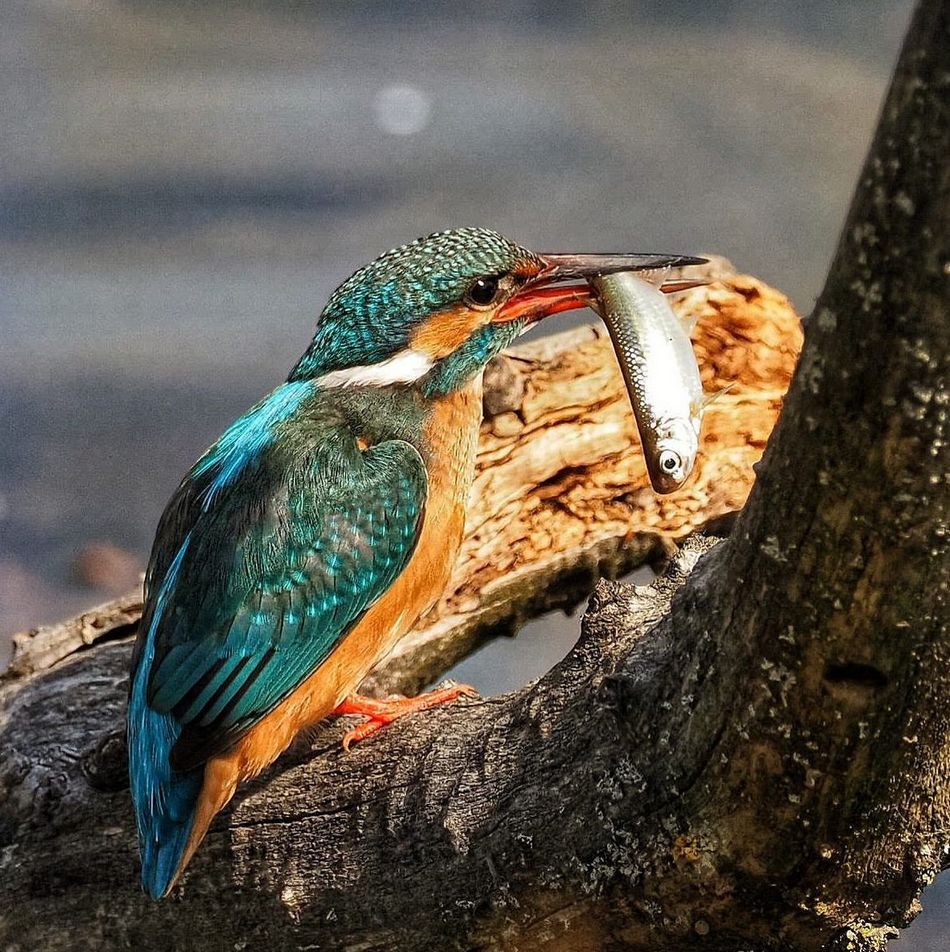 Фотограф птиц и дикой природы Marco Lazzarelli