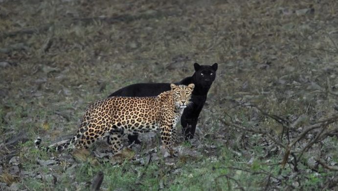 leopard-panther-couple-mithun-h-1