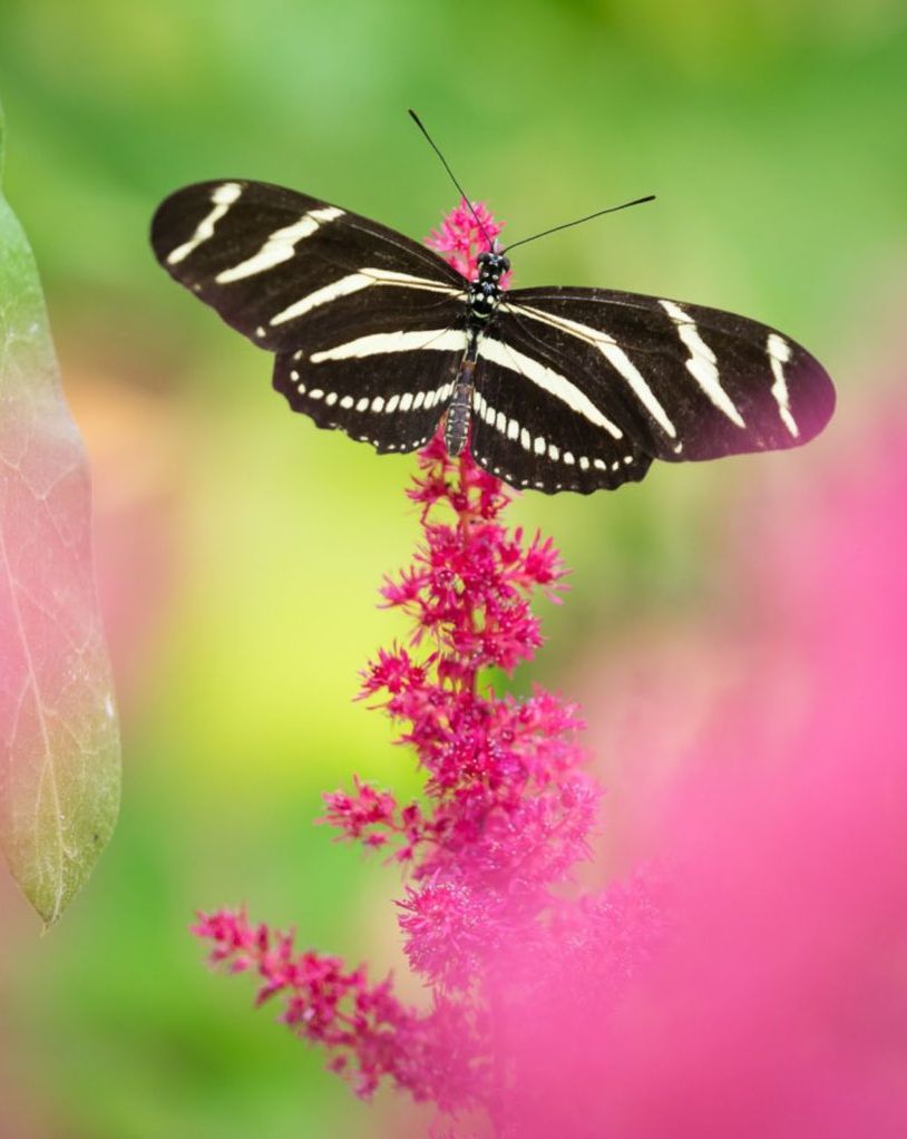 "Как я фотографирую бабочек" и другие работы Chris Corradino