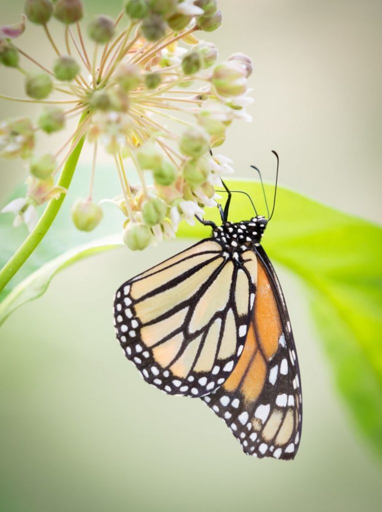 "Как я фотографирую бабочек" и другие работы Chris Corradino